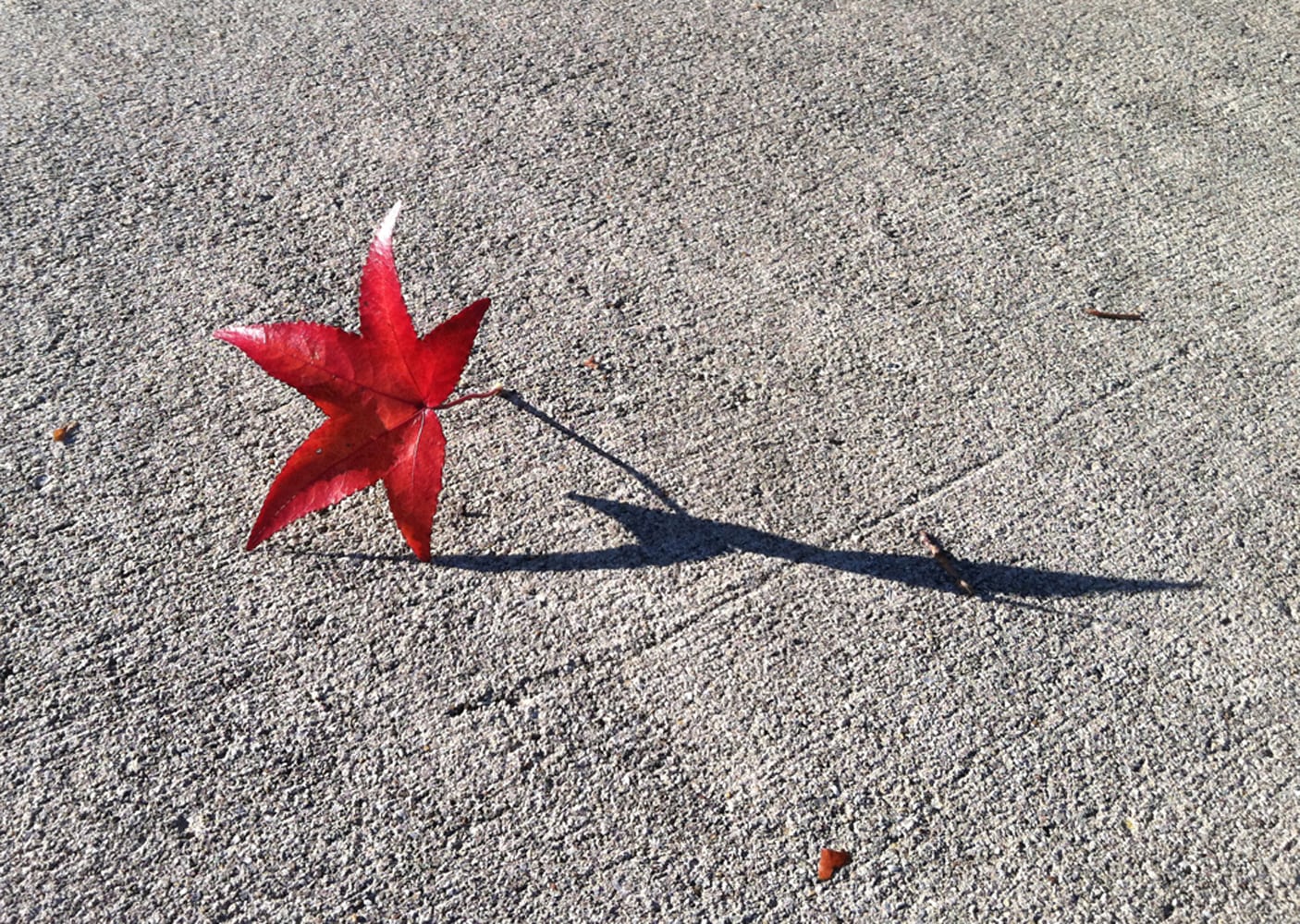 Red Beechnut tree leaf sitting on cement with interesting shadow Corporate Photography