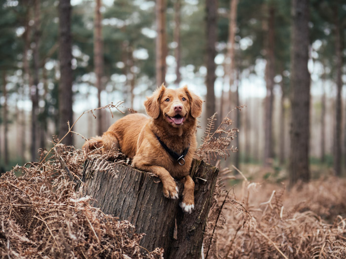 pet photography, NJ